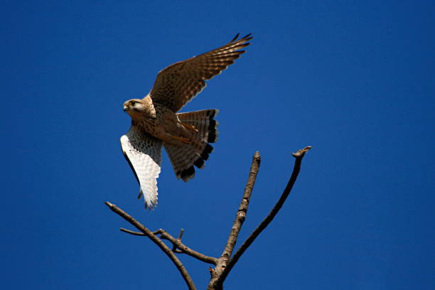 istock Common Kestrel (Falco tinnunculus).  Place - Dive Ghat, Pune, Maharashtra, India. 1180403383