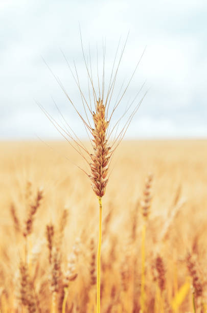 istock ripe ear of wheat on field 1180403516