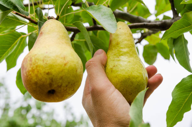 istock Pear harvest time. Hand holds fresh fruit 1180403542