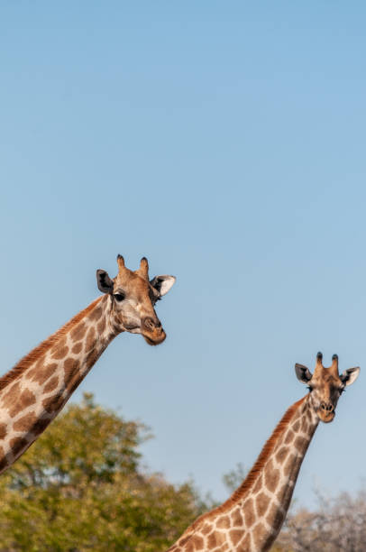 istock Giraffes in Etosha National Park 1180404264