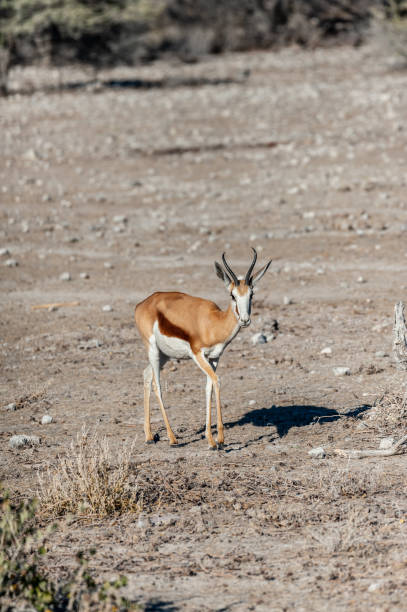 One Impala on the plains of Etosha