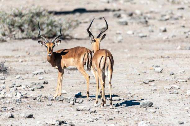 istock Impalas in Etosha National Park 1180404335