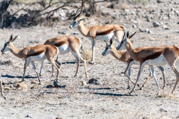 istock Impalas in Etosha National Park 1180404347