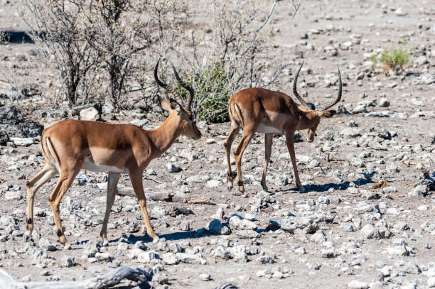 istock Impalas in Etosha National Park 1180404355