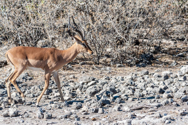 istock Impalas in Etosha National Park 1180404368