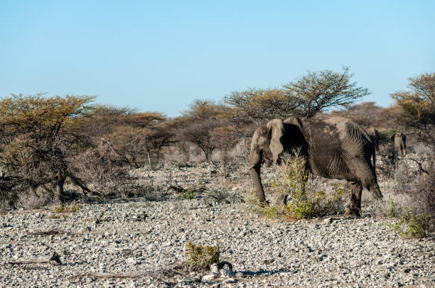 istock Closeup of an African Elephant Passing By 1180404378