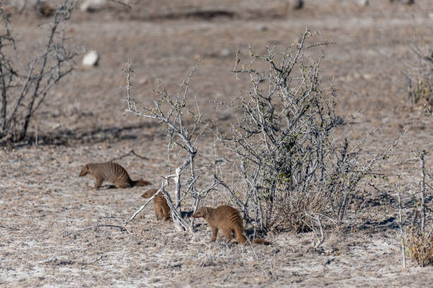 A group of Banded Mongoose -Mungos mungo- Hinding behind the bushes of Etosha National Park, Namibia