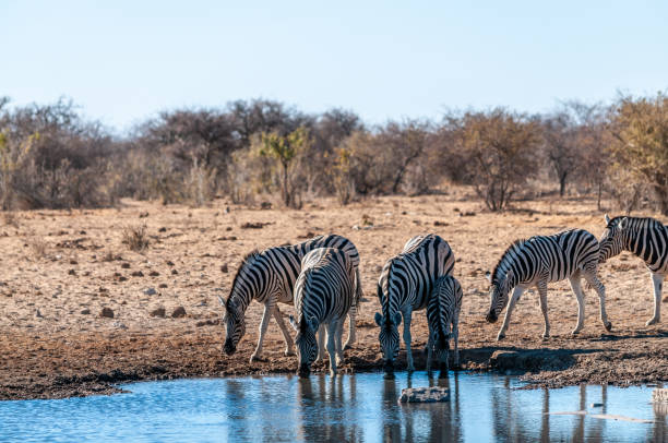 istock A group of Zebras in Etosha 1180404463