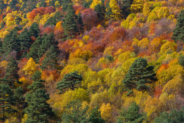 istock Natural background of coniferous and deciduous trees 1180405861