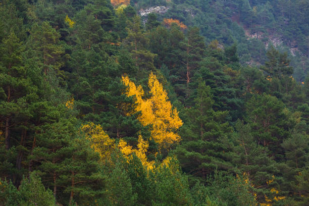 istock Bright yellow crowns of deciduous trees among evergreen pines 1180406088