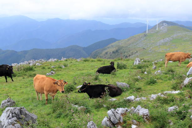 shikoku karst (japão) - cattle drive - fotografias e filmes do acervo