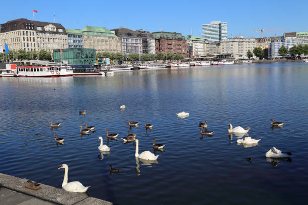 istock Swans and ducks in Hamburg, Germany 1180406946