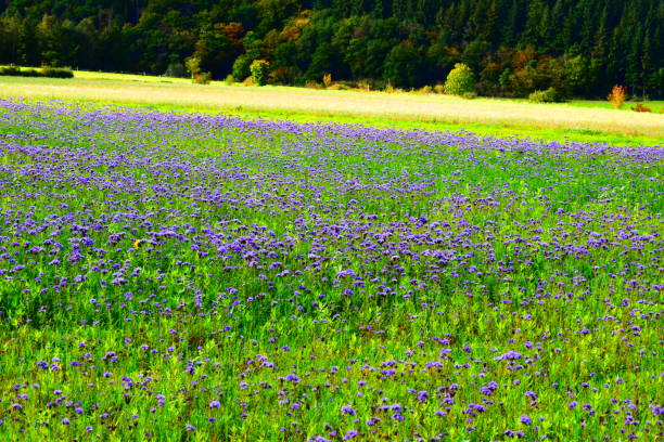 istock purple field in Eifel autumn 1180407449