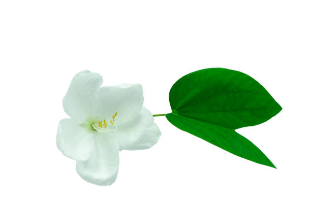 istock Fresh white flower blooming and green leaf small pollen  isolated background with clipping path 1180407555