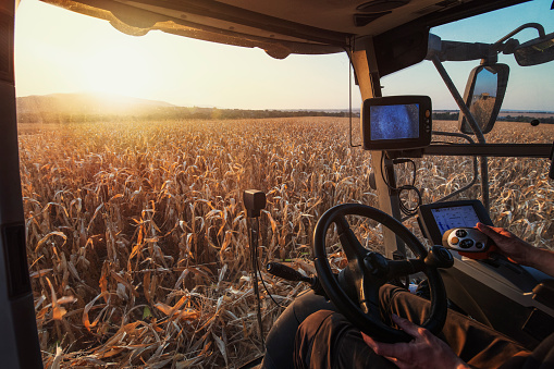 View from inside of combine harvesting machine. Unrecognizable person driving combine and harvesting corn at sunset.