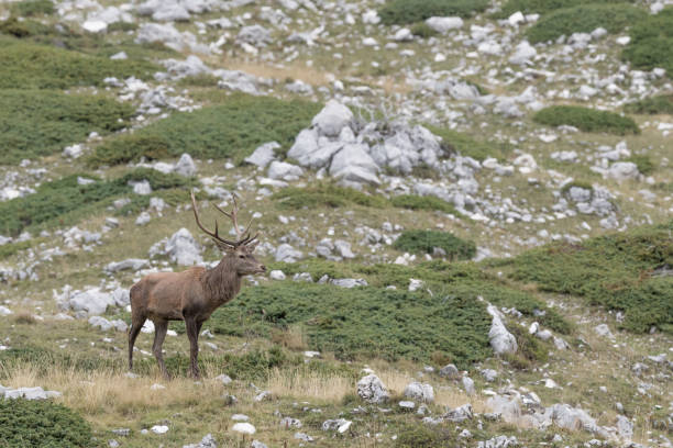 istock Majestic red deer male in Alps mountains 1180412976
