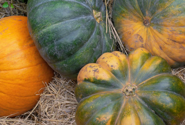 istock Pumpkins. Composition with green and orange pumpkins. 1180413116