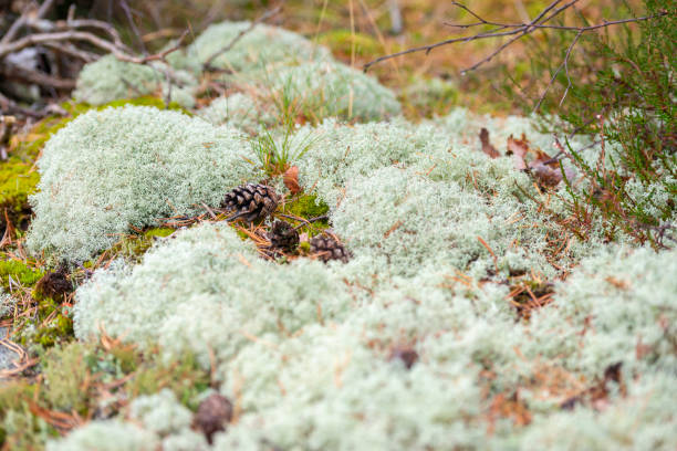 White moss in the woods