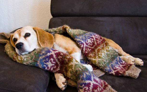 Cute old Beagle, dog, sleeping in a cosy sweater from wool, handknitted stock photo