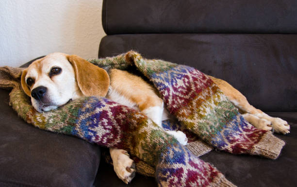 cute old beagle, dog, sleeping in a cosy sweater from wool, handknitted - tremendo imagens e fotografias de stock