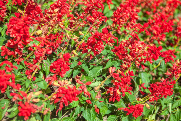 istock red cultivated flowers 1180415337
