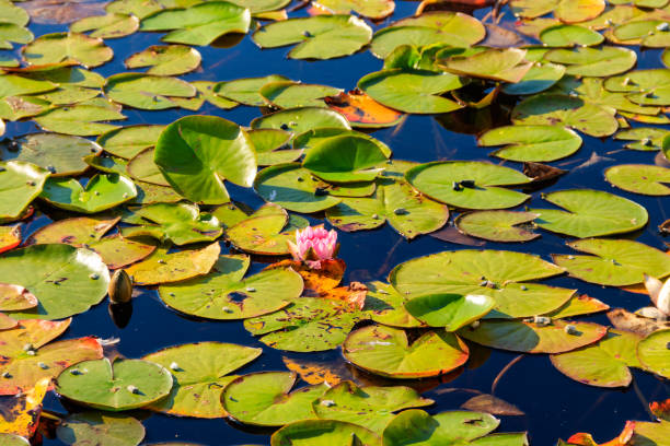 istock Pink water lily (Nymphaea) in a lake 1180418048
