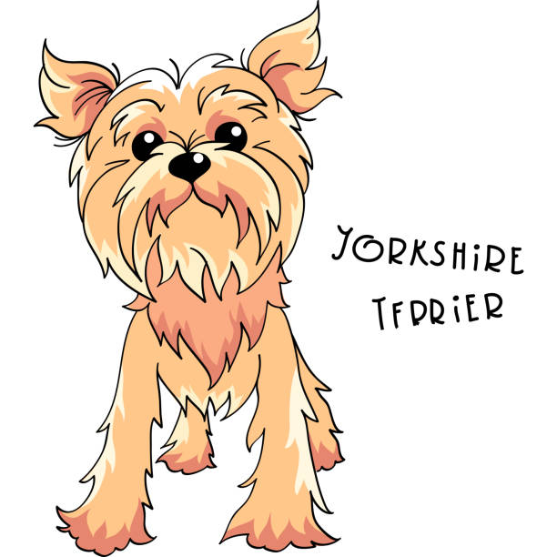 Vector Yorkshire terrier dog Cute dog pale cream Yorkshire terrier breed shaggy fur stock illustrations