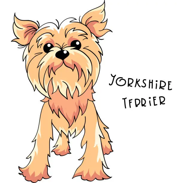 Vector illustration of Vector Yorkshire terrier dog