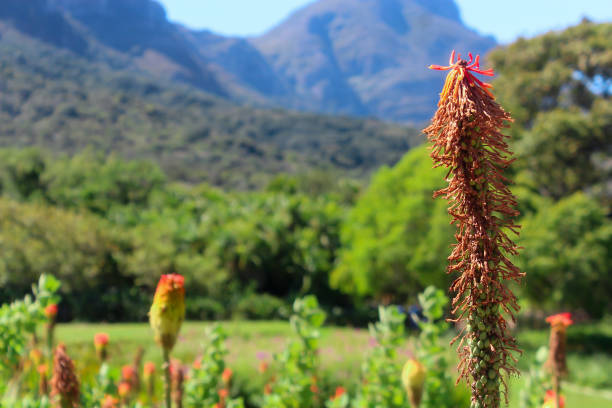 istock flowers in the National Park 1180419205