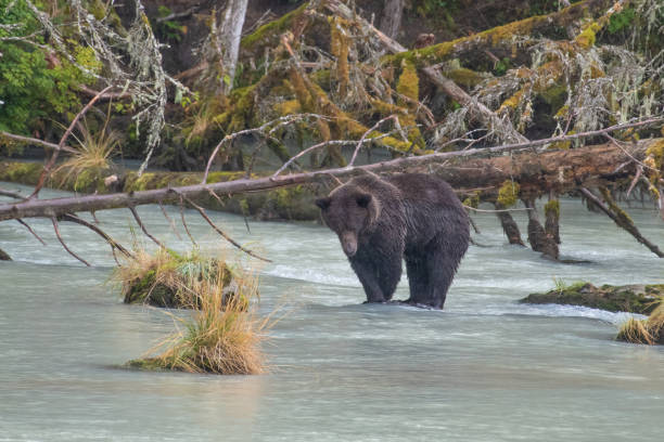 ours brun côtier de l'alaska de près regardant vers le bas pour regarder vers le bas pour des poissons dans la rivière turquoise. - wading alaska usa fur photos et images de collection