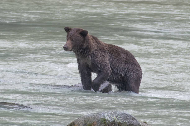 ours brun côtier de l'alaska de près vers le haut à la recherche d'un saumon en pataugeant dans la rivière turquoise. - wading alaska usa fur photos et images de collection