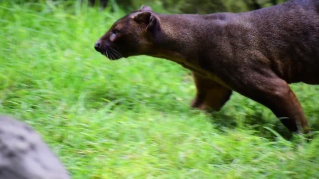 The fossa, scientifically known as Cryptoprocta ferox is a cat-like.