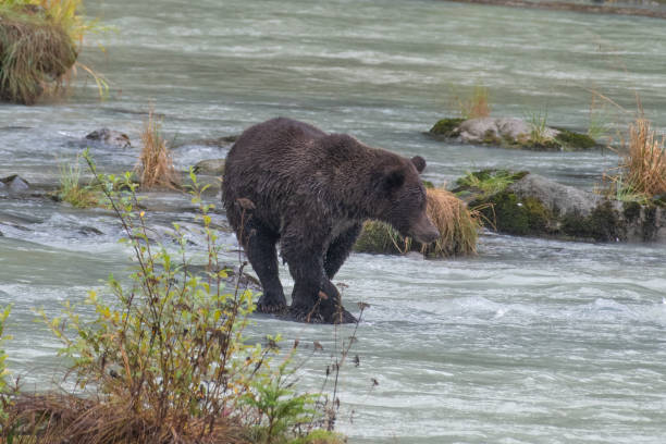 istock Alaskan coastal Brown bear close up looking down for fish in turquoise river. 1180420674