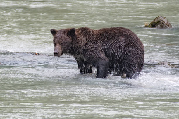 ours brun côtier de l'alaska de près vers le haut à la recherche d'un saumon en pataugeant dans la rivière turquoise. - wading alaska usa fur photos et images de collection