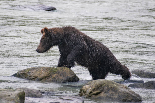 ours brun côtier de l'alaska se refermer en marchant au-dessus des roches recherchant un saumon en pataugeant dans la rivière turquoise. - wading alaska usa fur photos et images de collection