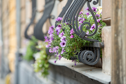 Stock photo showing close-up view of multi-coloured pink, and purple flowering petunias in white flower trough on public pavement.