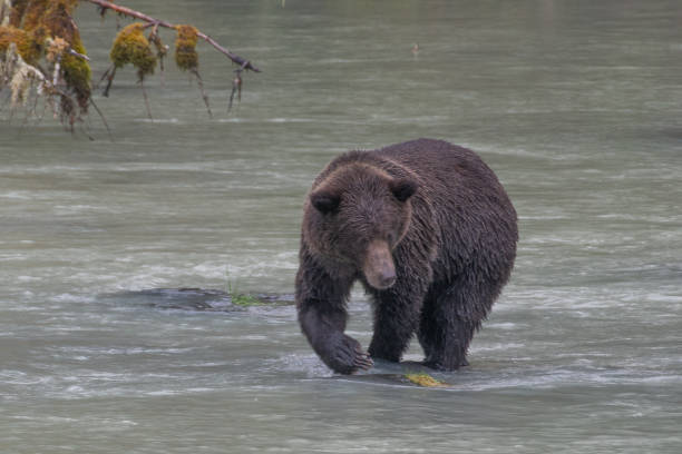 ours brun côtier de l'alaska près d'explorer en pataugeant dans la rivière turquoise. - wading alaska usa fur photos et images de collection