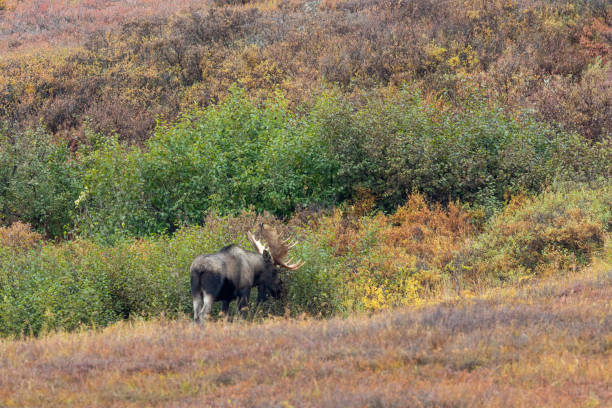 Alaska Yukon Bull Moose in Autumn an Alaska Yukon bull moose in autumn in Denali National Park Alaska alces alces gigas stock pictures, royalty-free photos & images