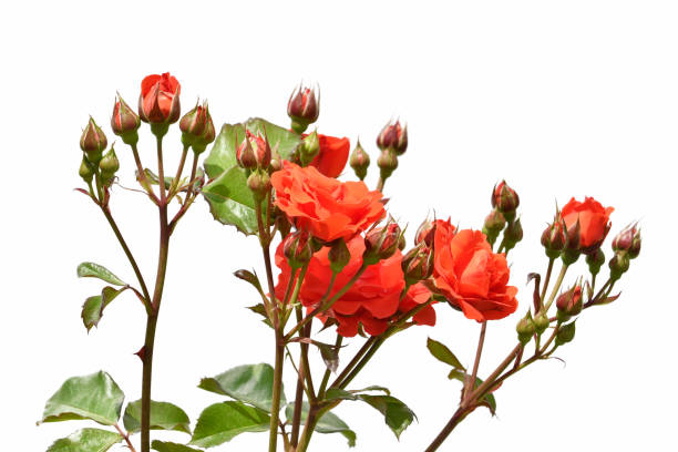 istock Rose flower on white background 1180426003
