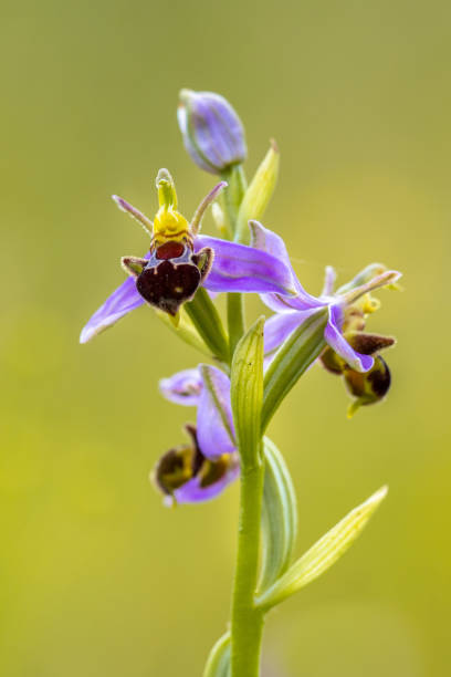 istock Three Pink flowers of Bee orchid 1180426867