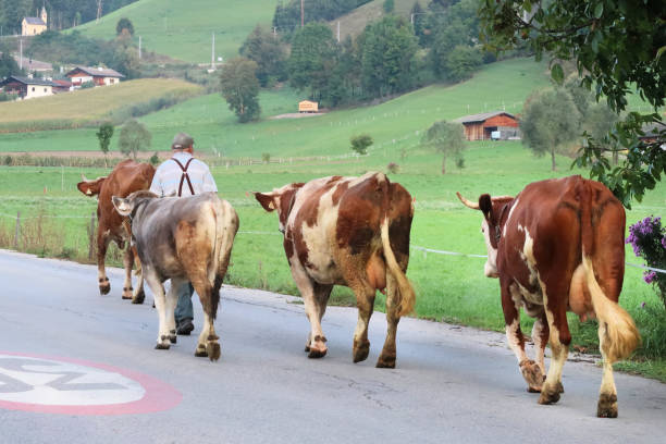 Abfaltersbach, Austria - September 20, 2018:  A senior male farmer parades his several milking cows down a narrow lane in the rural Bavarian-Austrian village of Abfaltersbach to a lower elevation transhumance wintering pasture - a small family-level Almabtrieb without all the fanfare.  In this horizontal composition the farmer walks behind his lead cow with three cows trailing behind him.  He and the cows occupy center-frame, close up.  The surrounding backdrop is comprised of typical Bavarian pasture land with barns and fences.  This is one in a series of three images.