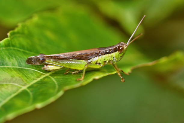 istock The short-horned grasshopper 1180427194