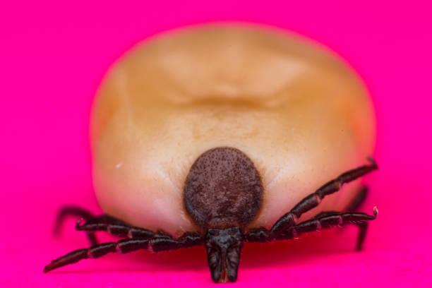 istock Macro photo of a tick Ixodes isolated 1180427207