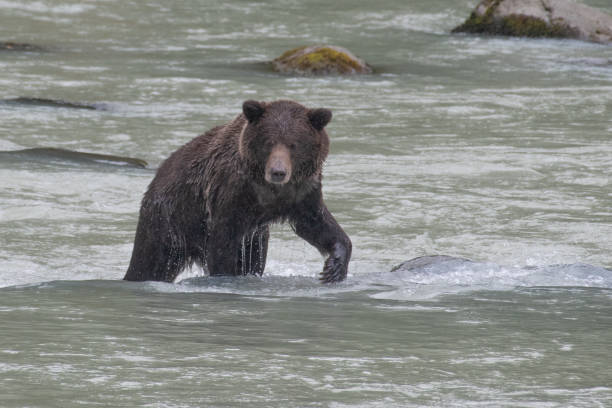 ours brun côtier de l'alaska de près vers le haut à la recherche d'un saumon en pataugeant dans la rivière turquoise. - wading alaska usa fur photos et images de collection