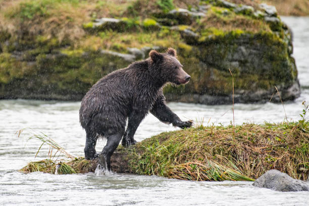 ours brun côtier de l'alaska se refermer en marchant au-dessus de l'île minuscule recherchant un saumon en pataugeant dans la rivière turquoise. - wading alaska usa fur photos et images de collection