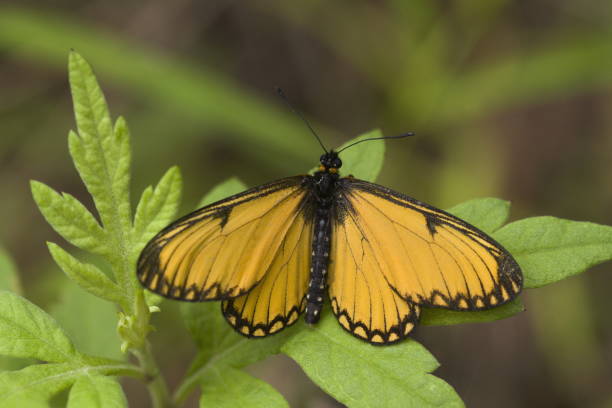 istock Himalayan yellow coster : Acraea issoria 1180429969