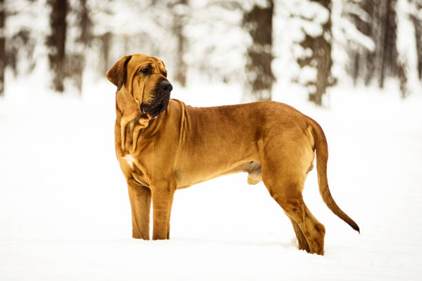 retrato de invierno de la fila brasileiro para adultos - molosser fotografías e imágenes de stock