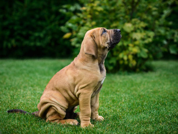 adorable retrato de cachorro de brasileiro - molosser fotografías e imágenes de stock