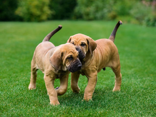 istock Two Fila Brasileiro (Brazilian Mastiff) puppies having fun 1180430301