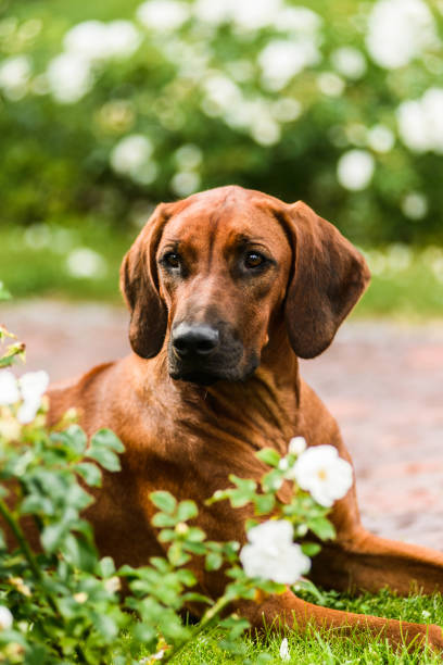 istock Adorable Rhodesian Ridgeback portrait in flowers 1180430414